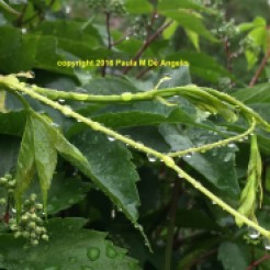 raindrops-on-a-plant-stem-4