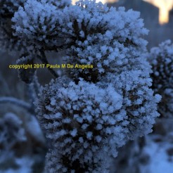 winter-frost-2